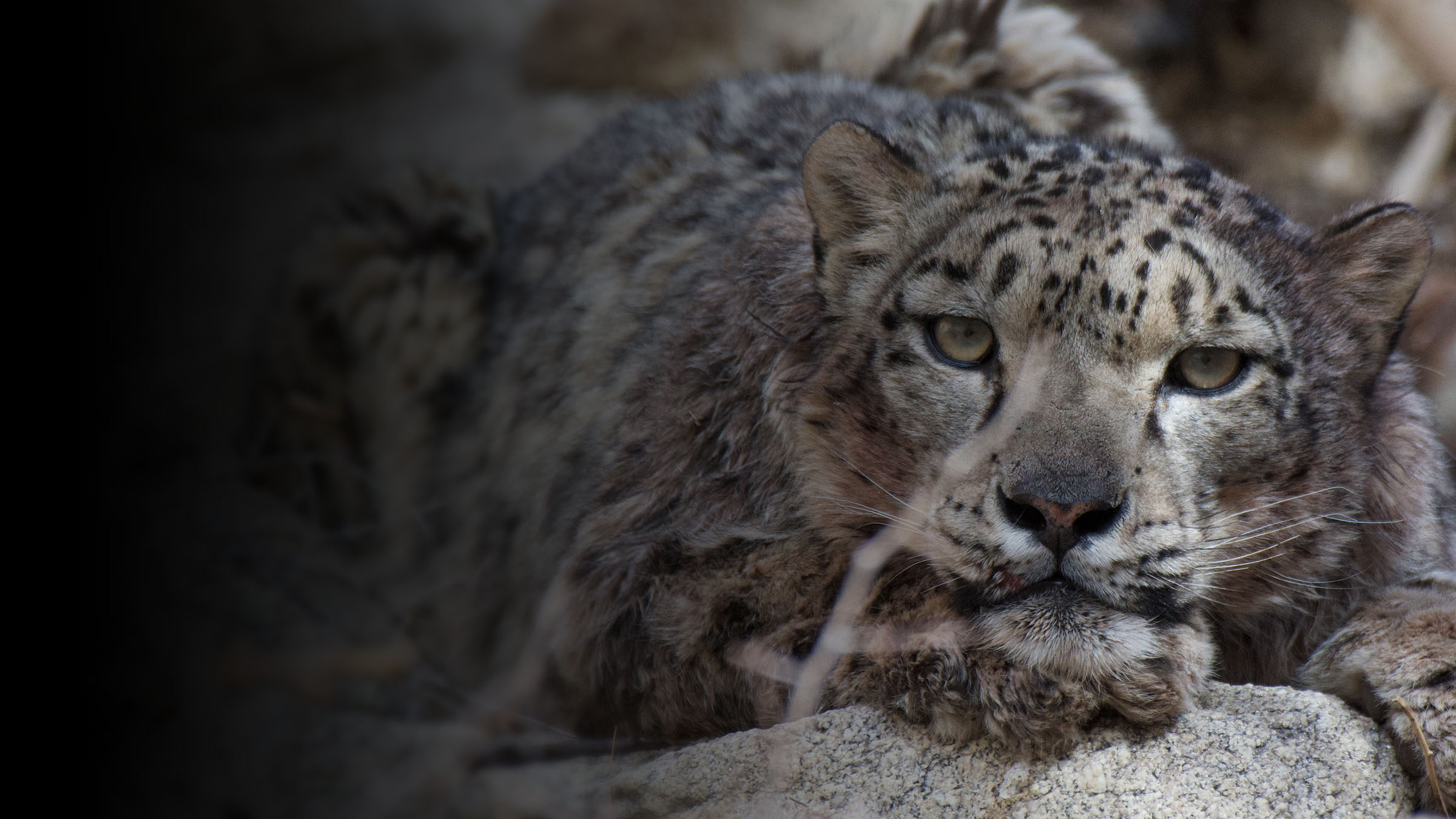 Snow leopard — Ladakh, Himalayas