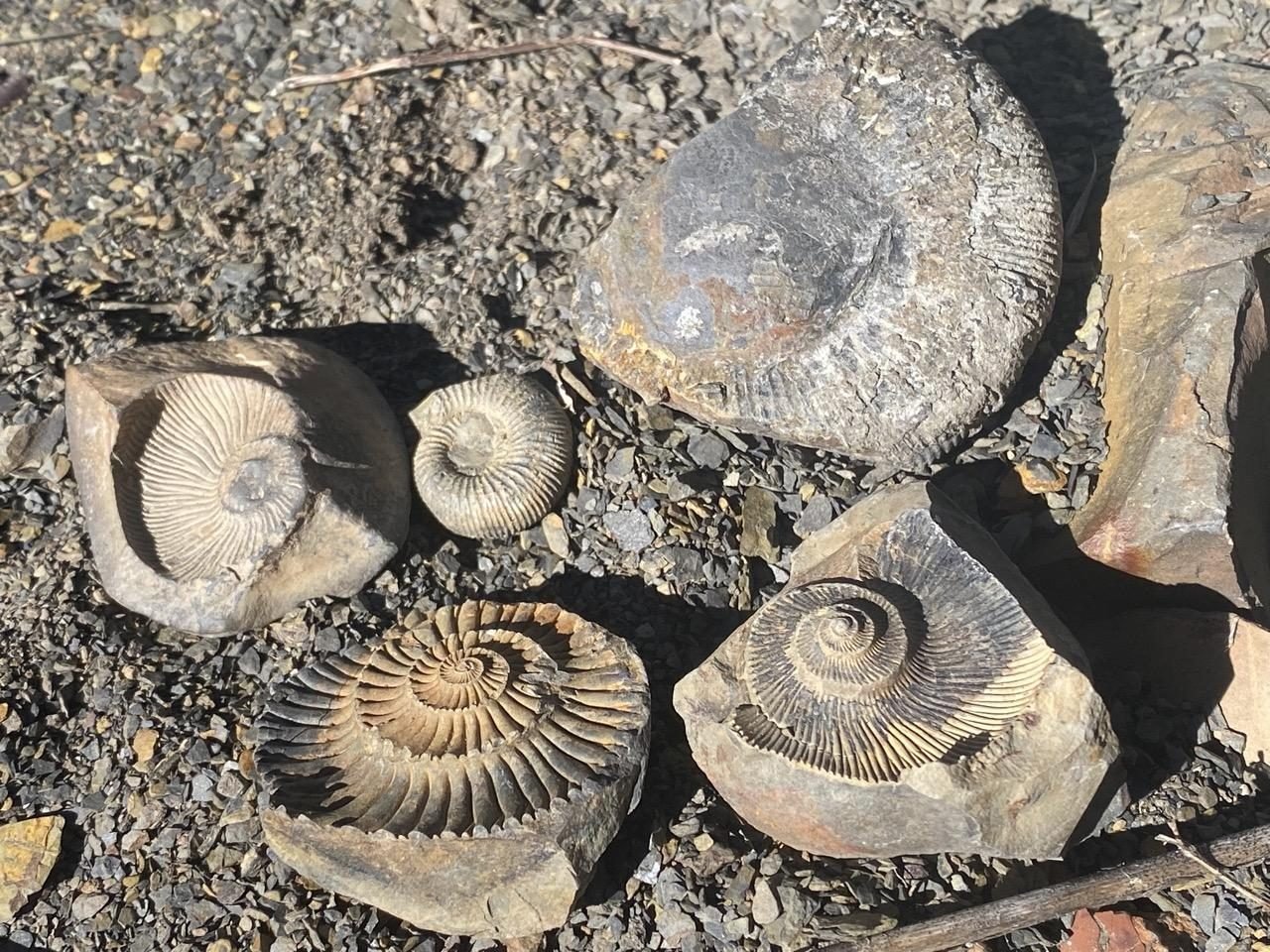 Ammonite fossils on scree near Kibber