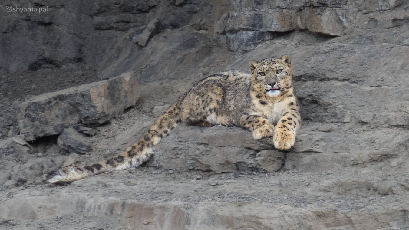 A snow leopard lying on a rock ledge, looking straight at the camera