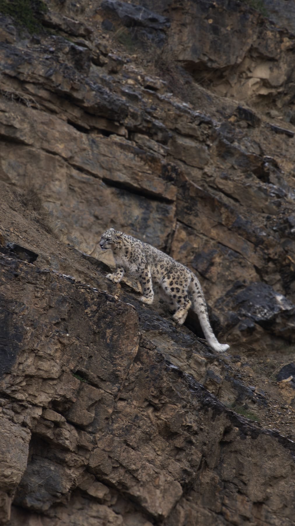 A snow leopard climbing a diagonal rock ledge on a cliff face in Spiti