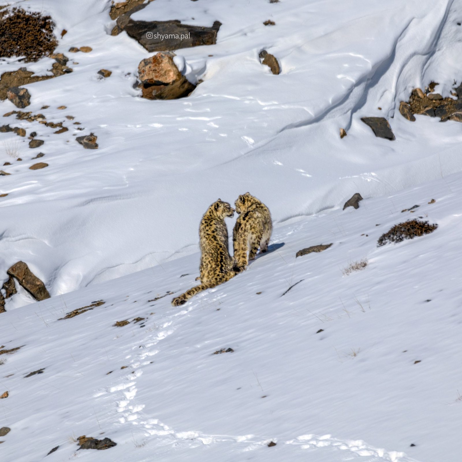 Two snow leopards nuzzling on a snowy slope, their tracks behind them