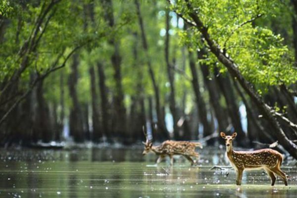 Sundarbns_0004_Sundarbans-national-park